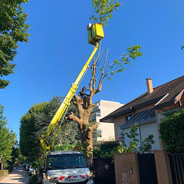 Entretien d'espaces verts et élagage à Champigny-sur-Marne dans le Val-de-Marne (94) - Elagage Reinhardt